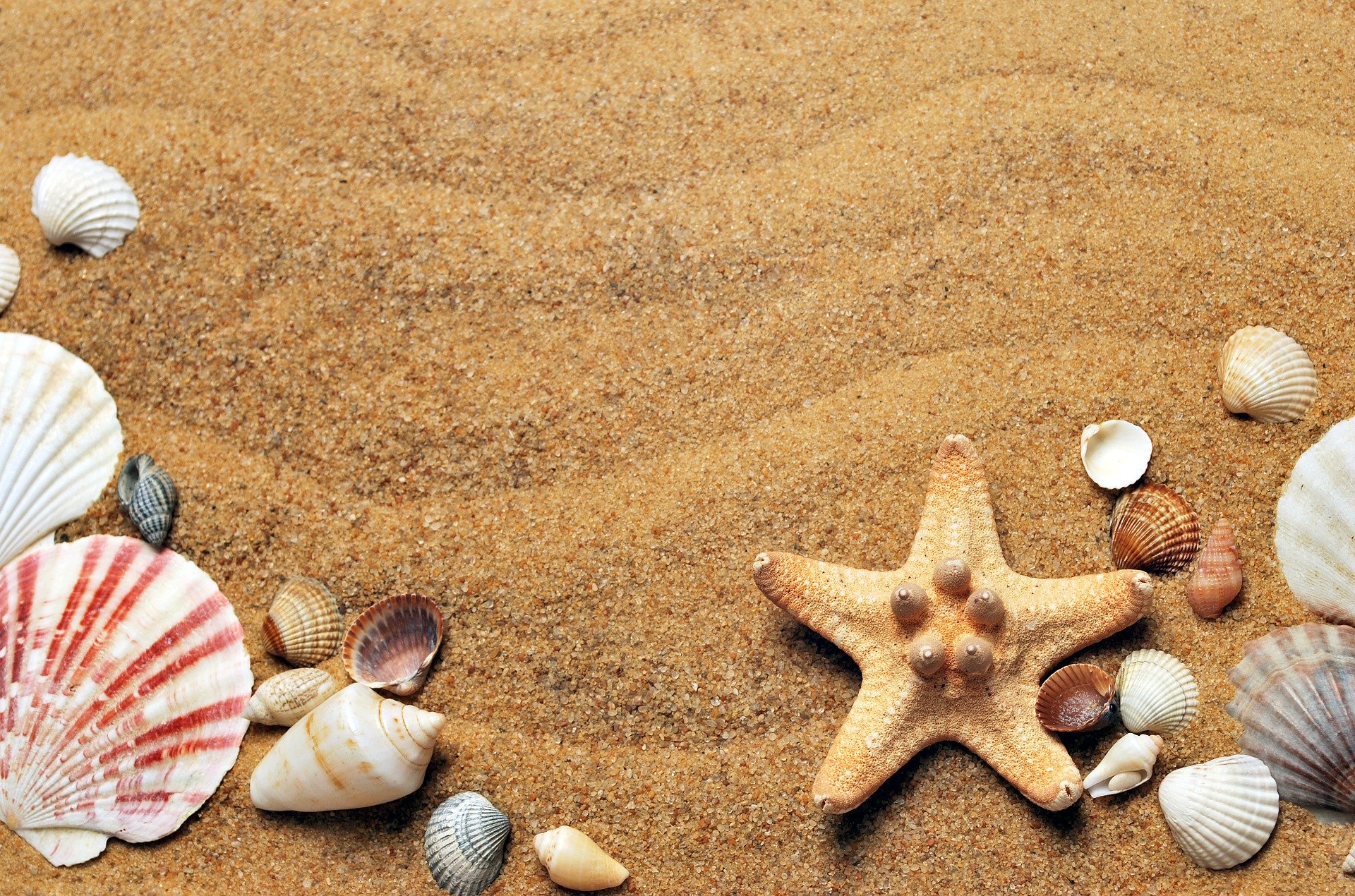 A sandy beach with an assortment of shells and starfish